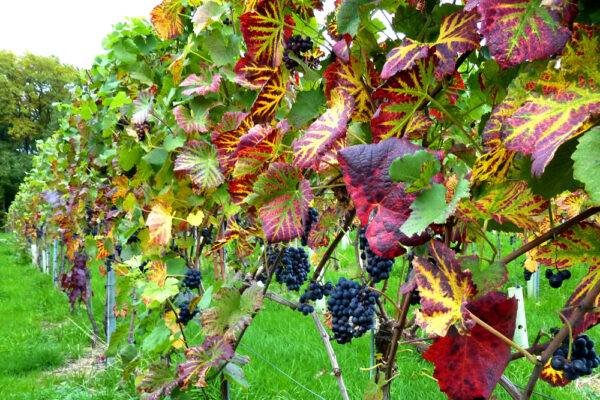 Klustal Reben, Domaine Nussbaumer