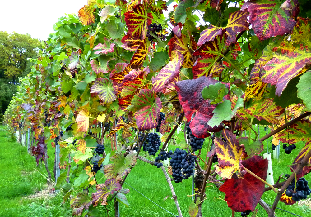 Klustal Reben, Domaine Nussbaumer